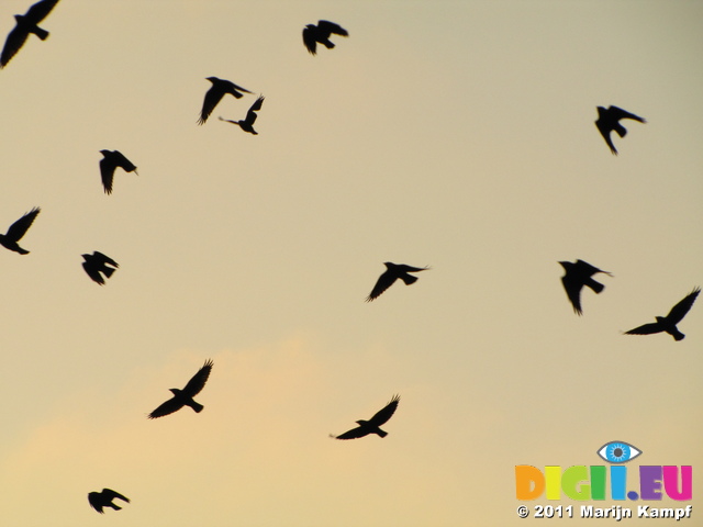 SX17401 Silhouette of flying Jackdaws (Corvus monedula)